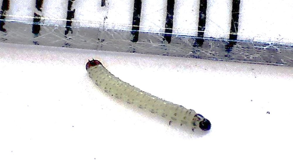 CSFB larvae next to a ruler for scale